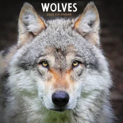 2025 Calendars|TF Publishing 2025 Wolves 12" x 12" Monthly Wall Calendar (25-1035)