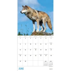 2025 Calendars|TF Publishing 2025 Wolves 7