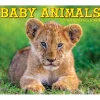 2025 Calendars|Willow Creek 2025 Baby Animals 6.2" x 5.4" Daily Desk Calendar (40607)
