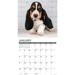 2025 Calendars|Willow Creek 2025 Basset Hound Puppies 12