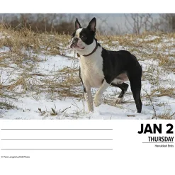 2025 Calendars|Willow Creek 2025 Boston Terriers 6