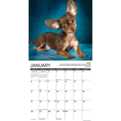 2025 Calendars|Willow Creek 2025 Chihuahua Rules 12