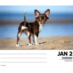 2025 Calendars|Willow Creek 2025 Chihuahuas 6