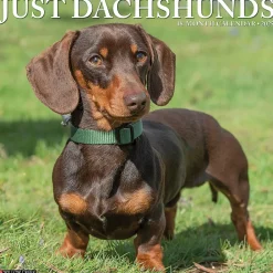 2025 Calendars|Willow Creek 2025 Dachshunds 12" x 12" Monthly Wall Calendar (42663)