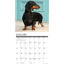 2025 Calendars|Willow Creek 2025 Dachshunds 12
