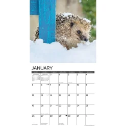 2025 Calendars|Willow Creek 2025 Hedgehogs 12