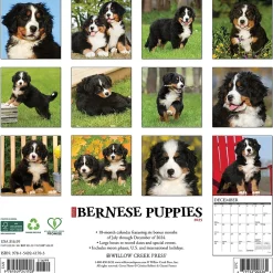 2025 Calendars|Willow Creek 2025 Just Bernese Mountain Puppies 12" x 12" Monthly Wall Calendar (41703)