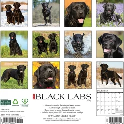 2025 Calendars|Willow Creek 2025 Just Black Labs 12" x 12" Monthly Wall Calendar, Multicolor (41864)