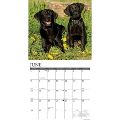 2025 Calendars|Willow Creek 2025 Just Black Labs 12