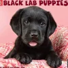 2025 Calendars|Willow Creek 2025 Just Black Lab Puppies 2025 Wall Calendar 12" x 12" (41857)