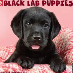 2025 Calendars|Willow Creek 2025 Just Black Lab Puppies 2025 Wall Calendar 12" x 12" (41857)