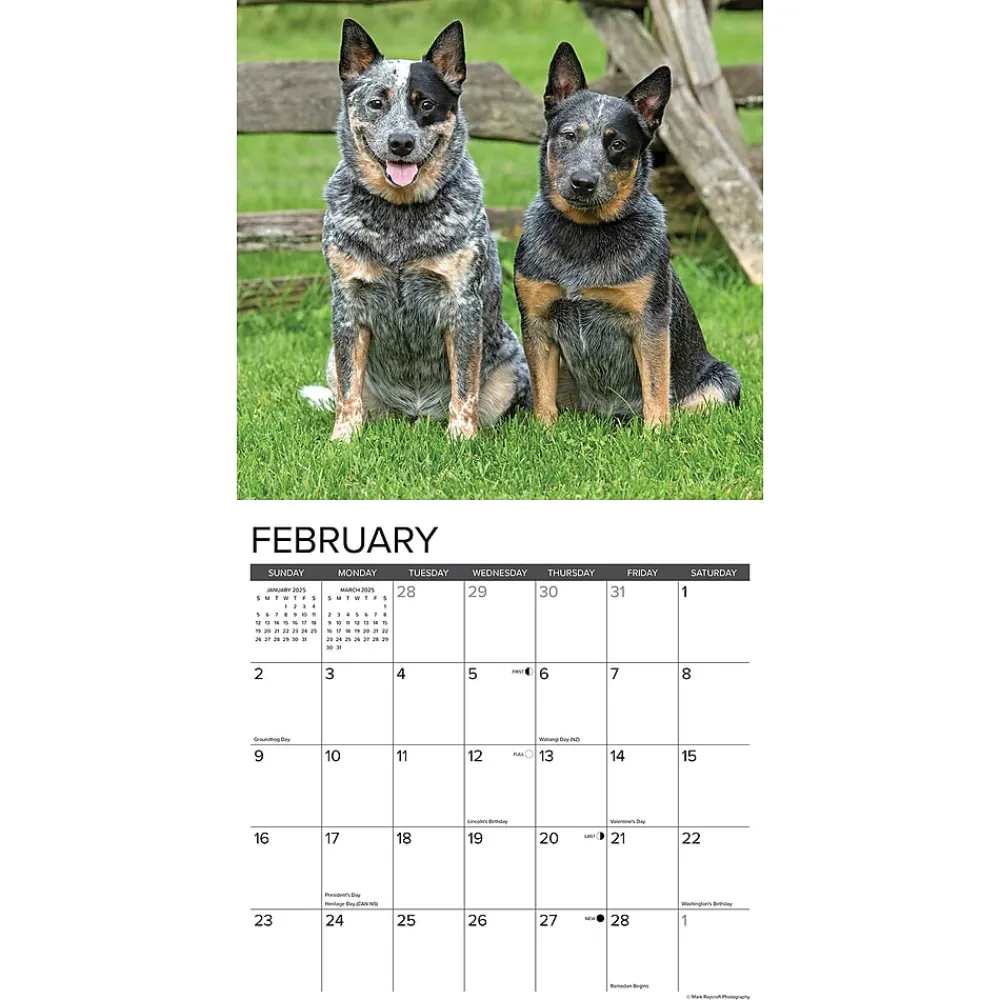 2025 Calendars|Willow Creek 2025 Just Blue Heelers 12" x 12" Monthly Wall Calendar, Multicolor (41888)