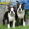 2025 Calendars|Willow Creek 2025 Just Boston Terrier Puppies 12" x 12" Monthly Wall Calendar, Multicolor (41918)