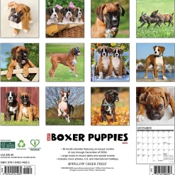 2025 Calendars|Willow Creek 2025 Just Boxer Puppies 12" x 12" Monthly Wall Calendar, Multicolor (41932)
