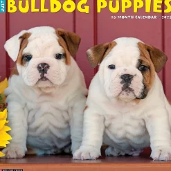 2025 Calendars|Willow Creek 2025 Just Bulldog Puppies 12" x 12" Monthly Wall Calendar, Multicolor (42021)