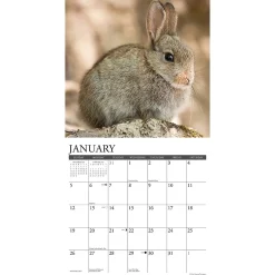 2025 Calendars|Willow Creek 2025 Just Bunnies 12