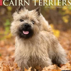 2025 Calendars|Willow Creek 2025 Just Cairn Terriers 12" x 12" Monthly Wall Calendar (42083)