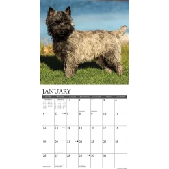 2025 Calendars|Willow Creek 2025 Just Cairn Terriers 12
