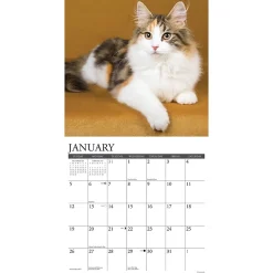 2025 Calendars|Willow Creek 2025 Just Calico Cats 12