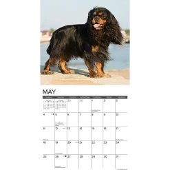 2025 Calendars|Willow Creek 2025 Just Cavalier King Charles Spaniels 12