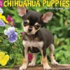 2025 Calendars|Willow Creek 2025 Just Chihuahua Puppies 12" x 12" Monthly Wall Calendar (42304)