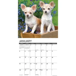 2025 Calendars|Willow Creek 2025 Just Chihuahua Puppies 12