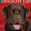 2025 Calendars|Willow Creek 2025 Just Chocolate Labs 12" x 12" Monthly Wall Calendar (42359)