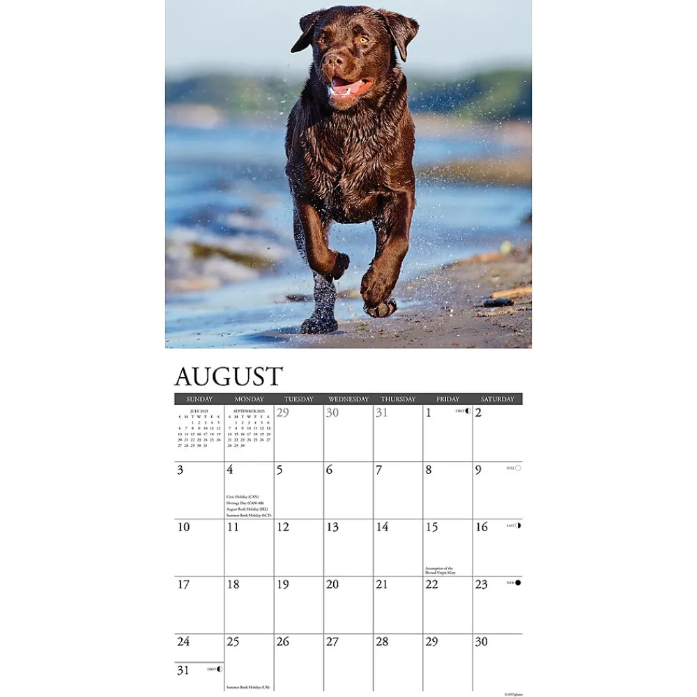 2025 Calendars|Willow Creek 2025 Just Chocolate Labs 12" x 12" Monthly Wall Calendar (42359)