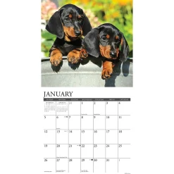 2025 Calendars|Willow Creek 2025 Just Dachshund Puppies 12