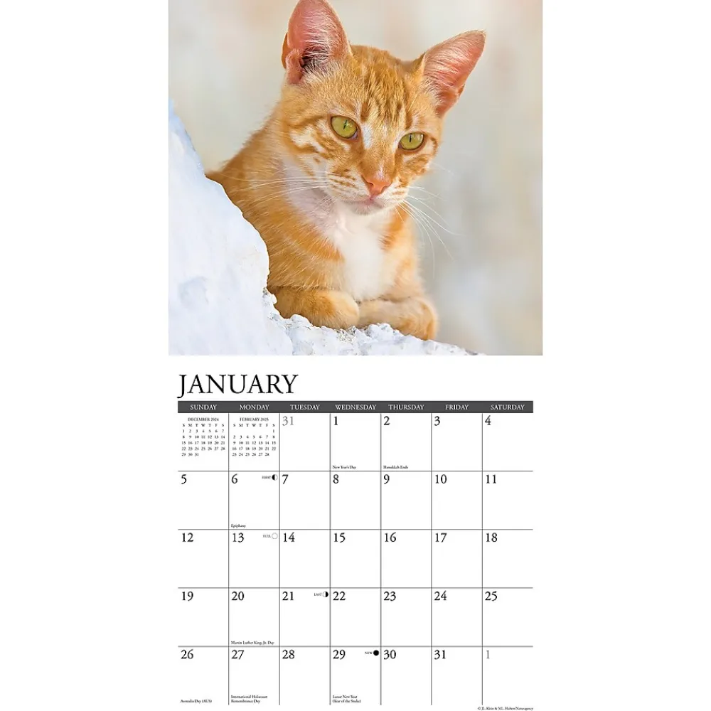 2025 Calendars|Willow Creek 2025 Just Ginger Cats 12" x 12" Monthly Wall Calendar (43059)