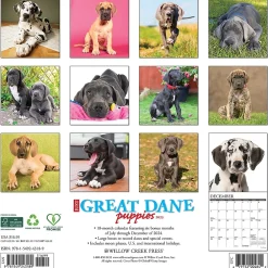 2025 Calendars|Willow Creek 2025 Just Great Dane Puppies 12" x 12" Monthly Wall Calendar (43189)