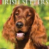 2025 Calendars|Willow Creek 2025 Just Irish Setters 12" x 12" Monthly Wall Calendar (43523)