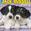 2025 Calendars|Willow Creek 2025 Just Jack Russell Puppies 12" x 12" Monthly Wall Calendar (43547)