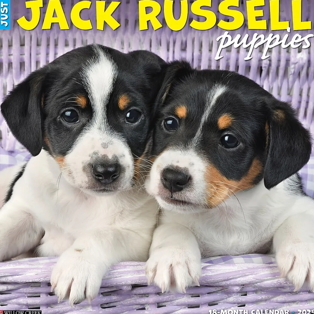 2025 Calendars|Willow Creek 2025 Just Jack Russell Puppies 12" x 12" Monthly Wall Calendar (43547)
