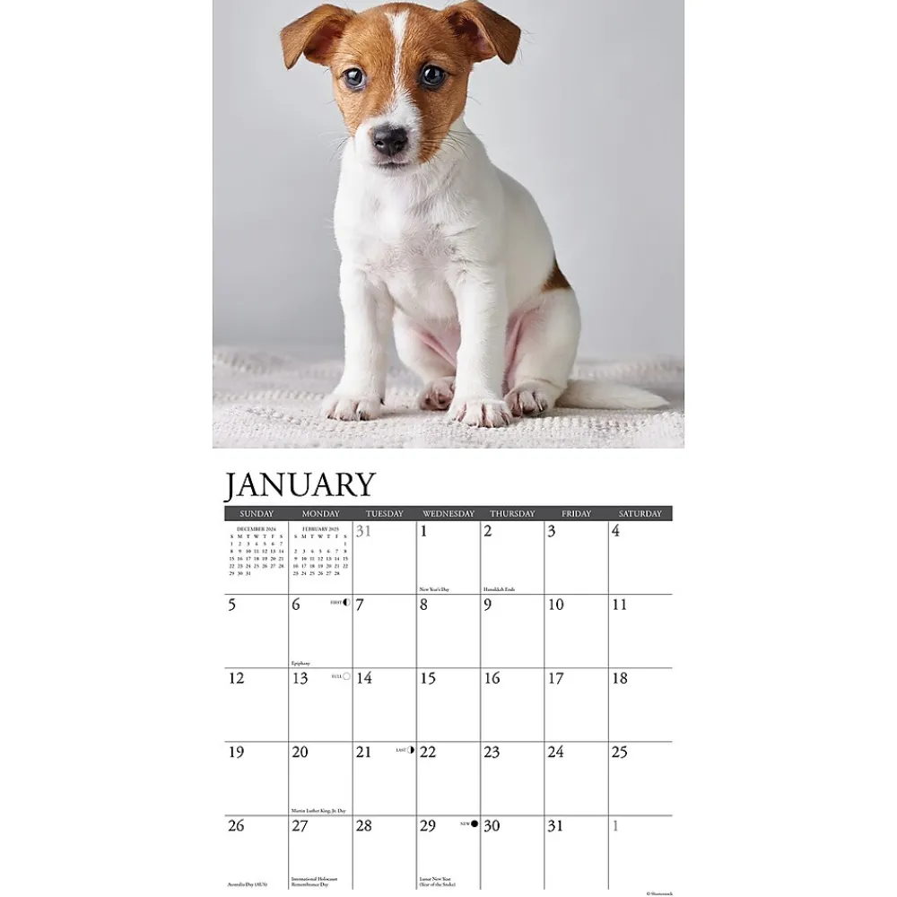 2025 Calendars|Willow Creek 2025 Just Jack Russell Puppies 12" x 12" Monthly Wall Calendar (43547)