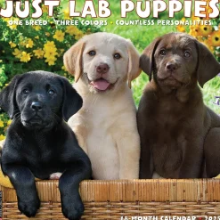 2025 Calendars|Willow Creek 2025 Just Lab Puppies 12" x 12" Monthly Wall Calendar (43653)