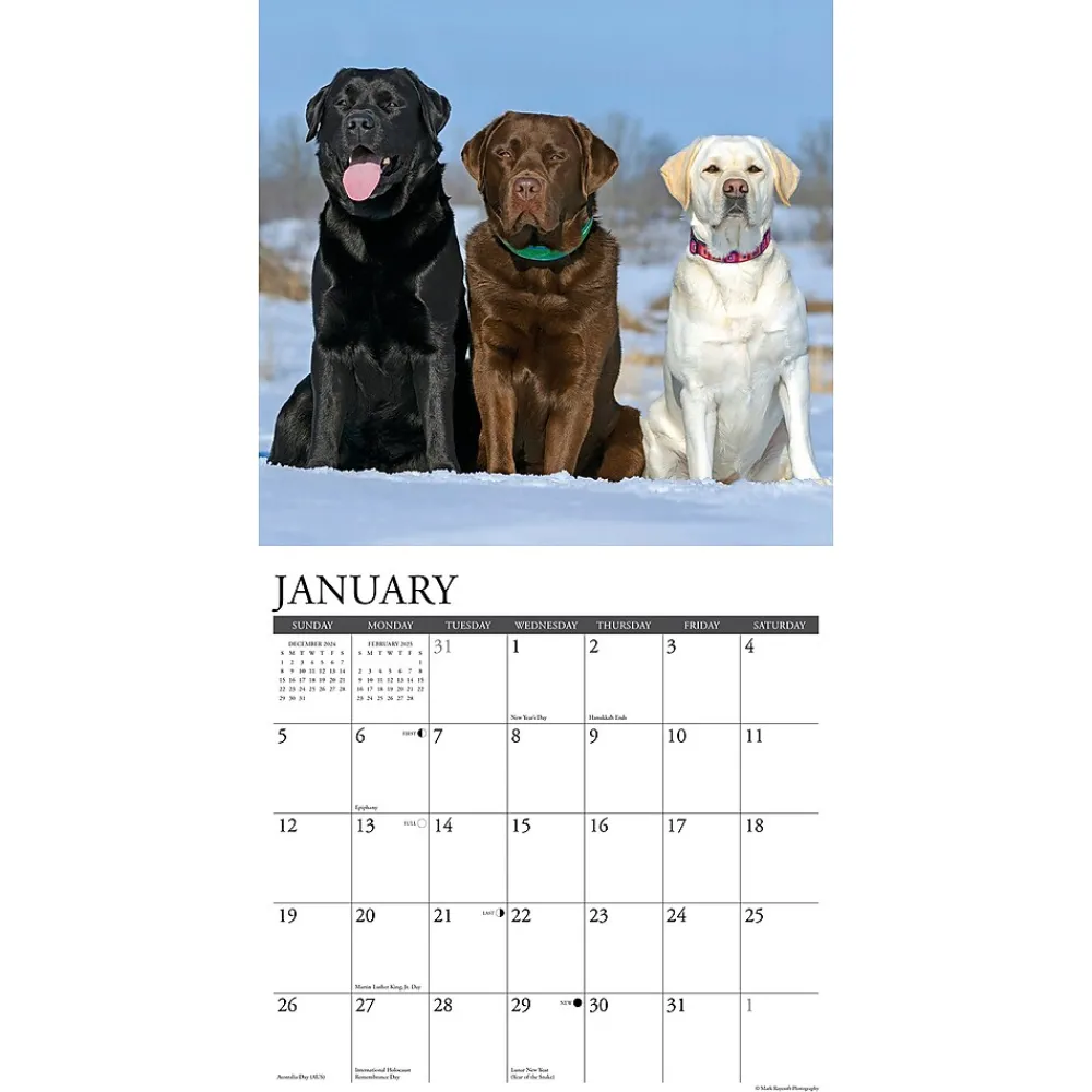 2025 Calendars|Willow Creek 2025 Just Labs 12" x 12" Monthly Wall Calendar (43677)
