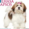 2025 Calendars|Willow Creek 2025 Just Lhasa Apsos 12" x 12" Monthly Wall Calendar (43707)