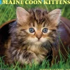 2025 Calendars|Willow Creek 2025 Just Maine Coon Kittens 12" x 12" Monthly Wall Calendar (43820)