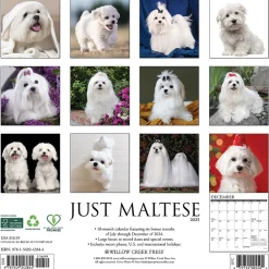 2025 Calendars|Willow Creek 2025 Just Maltese 12" x 12" Monthly Wall Calendar (43844)