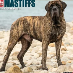 2025 Calendars|Willow Creek 2025 Just Mastiffs 12" x 12" Monthly Wall Calendar (43851)
