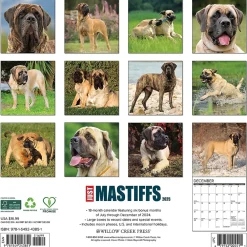 2025 Calendars|Willow Creek 2025 Just Mastiffs 12" x 12" Monthly Wall Calendar (43851)