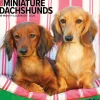 2025 Calendars|Willow Creek 2025 Just Miniature Dachshunds 12" x 12" Monthly Wall Calendar (43912)