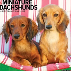 2025 Calendars|Willow Creek 2025 Just Miniature Dachshunds 12" x 12" Monthly Wall Calendar (43912)