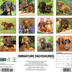 2025 Calendars|Willow Creek 2025 Just Miniature Dachshunds 12" x 12" Monthly Wall Calendar (43912)