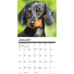 2025 Calendars|Willow Creek 2025 Just Miniature Dachshunds 12