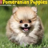 2025 Calendars|Willow Creek 2025 Just Pomeranian Puppies 12" x 12" Monthly Wall Calendar (44490)