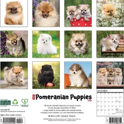 2025 Calendars|Willow Creek 2025 Just Pomeranian Puppies 12" x 12" Monthly Wall Calendar (44490)