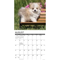 2025 Calendars|Willow Creek 2025 Just Pomeranian Puppies 12