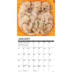 2025 Calendars|Willow Creek 2025 Just Poodle Puppies 12